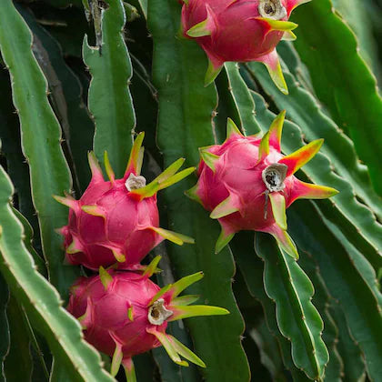 Dragon Fruit Plant For Home Garden - Naturemart.in