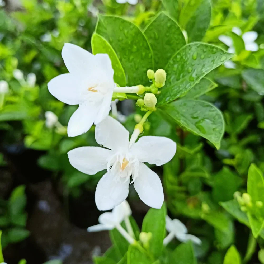 Bhutan Tagar Flower plant White colour - Naturemart.in