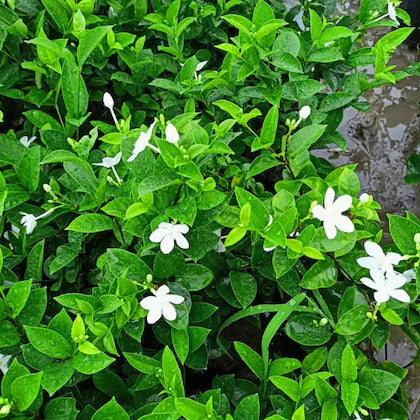 Bhutan Tagar Flower plant White colour - Naturemart.in