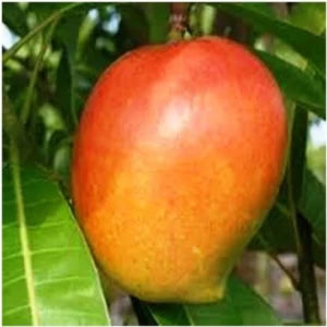 Apple Mango(Grafted) Fruit Plant - Naturemart.in