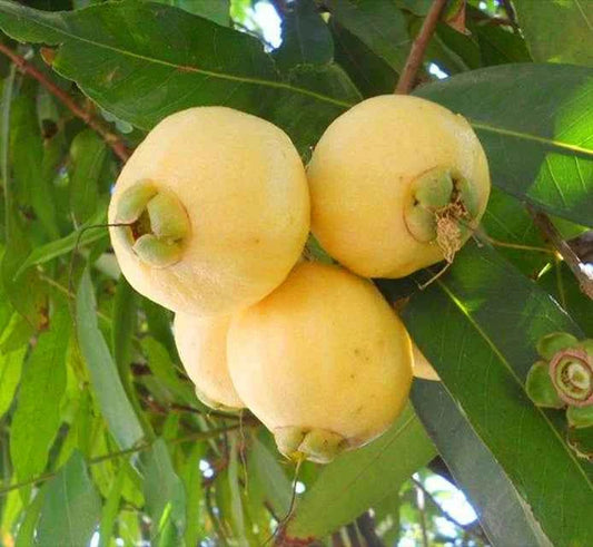 Hybrid Rose Apple PLant For Gardening