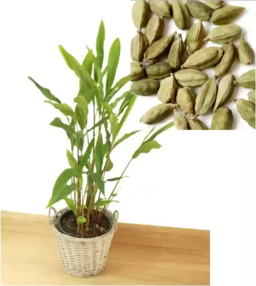 Indian Elaichi Plant For Gardening(Cardamom) - Naturemart.in