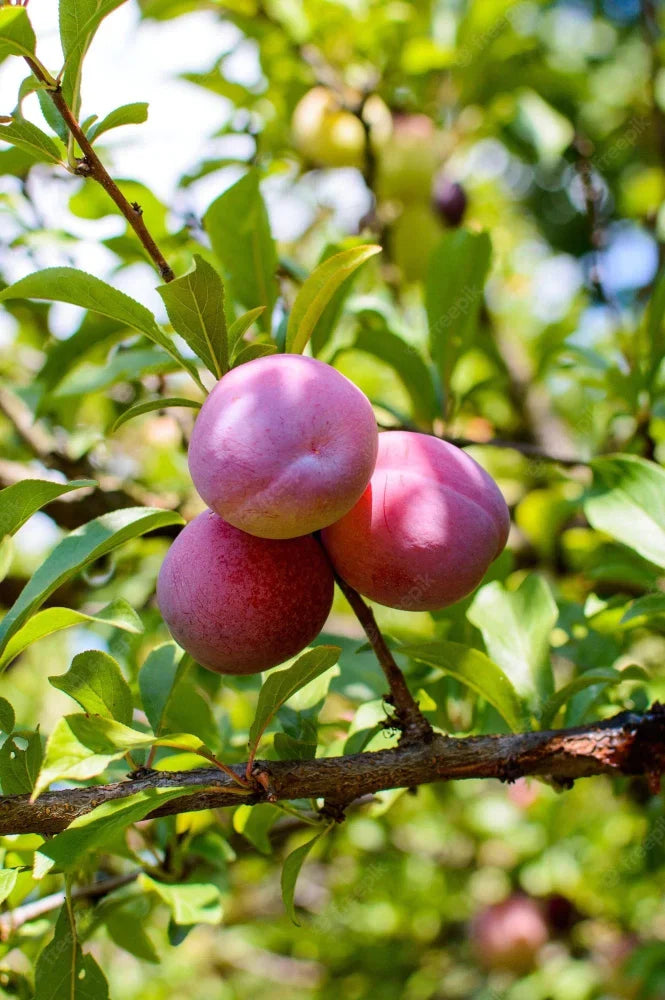 Hybrid Alubukhra- Grafting Fruit Plant - Naturemart.in