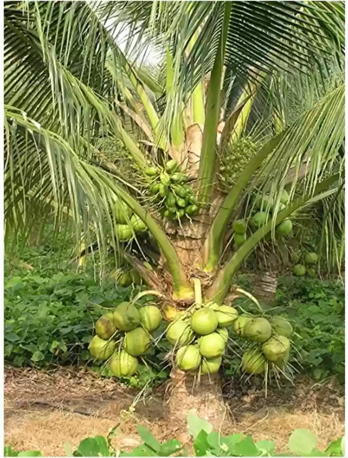 Kalpa Sankara Coconut Fruit Tree - Naturemart.in