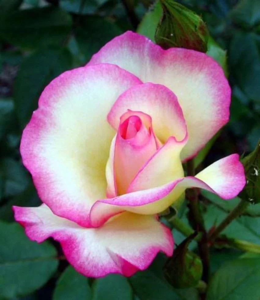 Colour Changing Rose Flower Plant - Naturemart.in