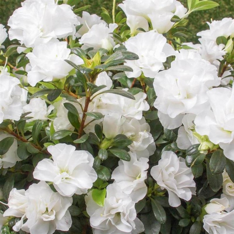 Azalea Flowers Plant(white) For Gardening - Naturemart.in
