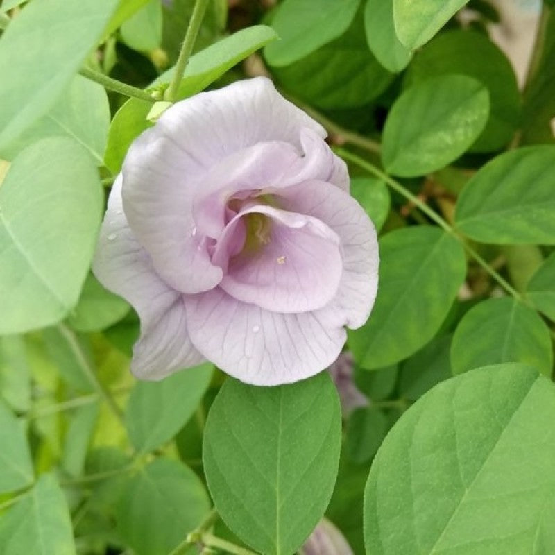 Pink Aparajita flowers plant - Naturemart.in