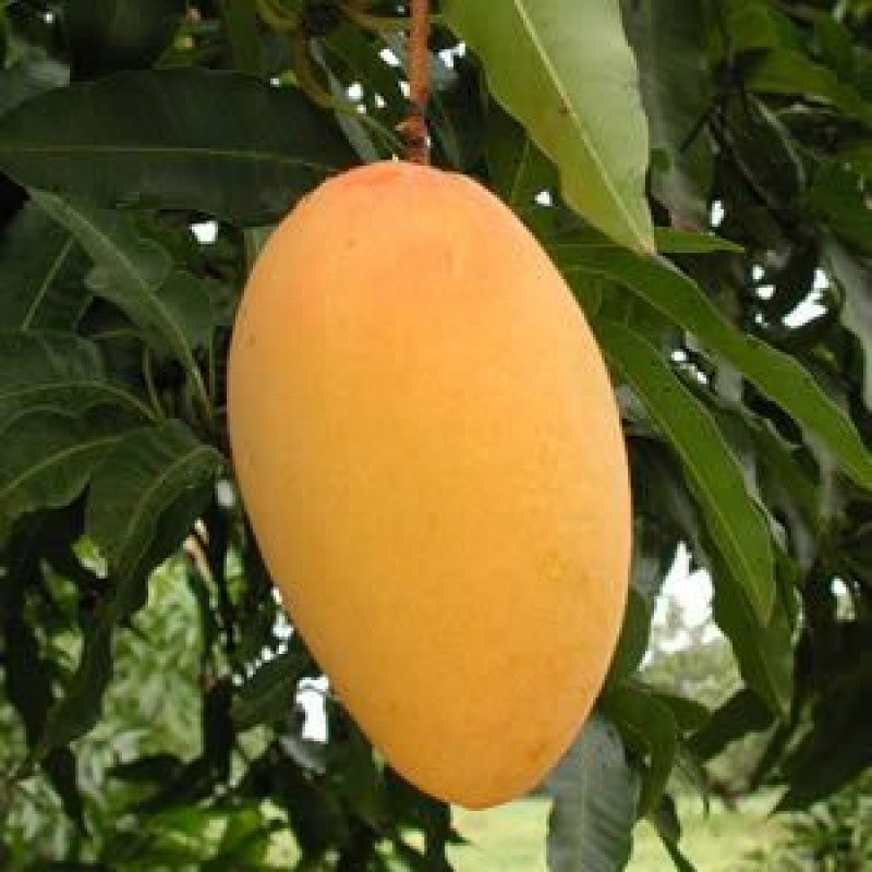 Amrapalli Mango Fruit Plant (Grafted) - Naturemart.in