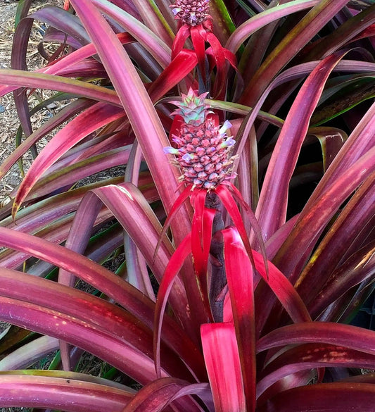 Red Pineapple Plant | Anaras Plant - Naturemart.in