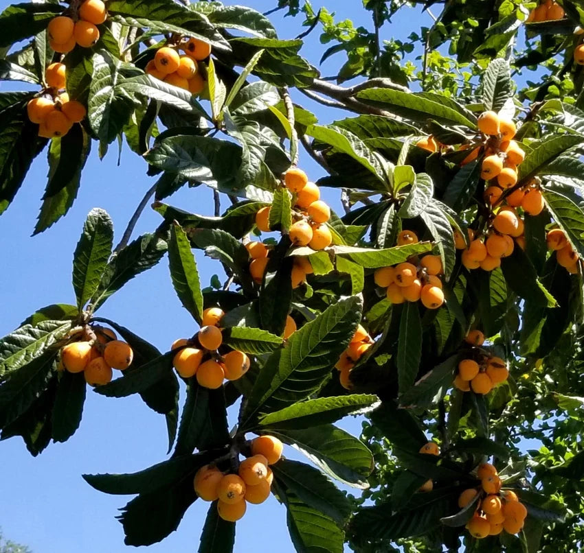 Hybrid Loquat Fruit Plant Grafted - Naturemart.in