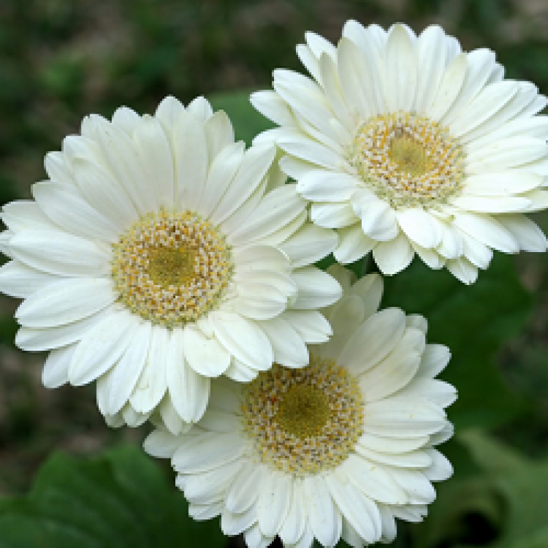 Gerbera Perennial Flower Plant (white) - Naturemart.in