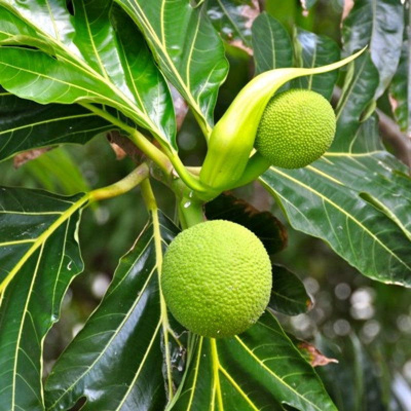 Hybrid Bread Fruit Plant Grafted - Naturemart.in