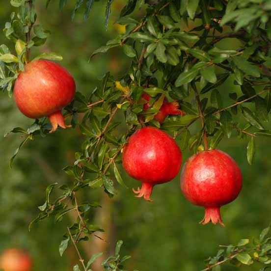 Bhagwa variety of pomegranate