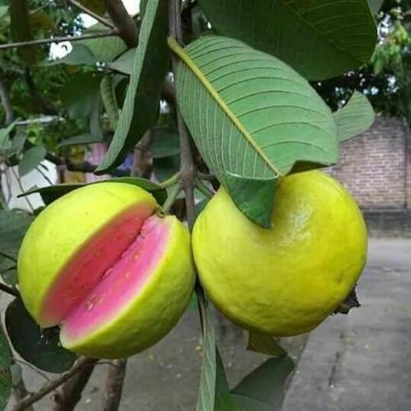 New Lalit Guava Fruit Plant - Naturemart.in