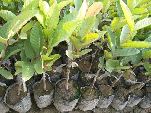 New Lalit Guava Fruit Plant - Naturemart.in