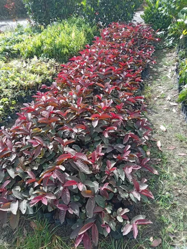 Malaysian Red Guava Fruit Plant - Naturemart.in