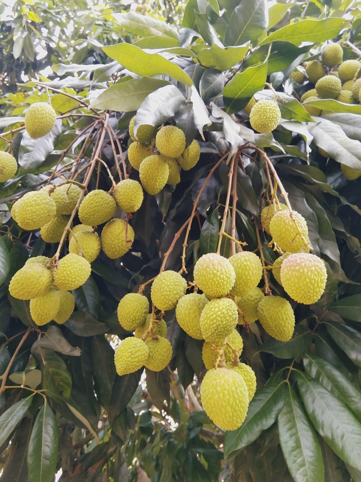 Litchi Fruit Plant (Air Layered) - Naturemart.in