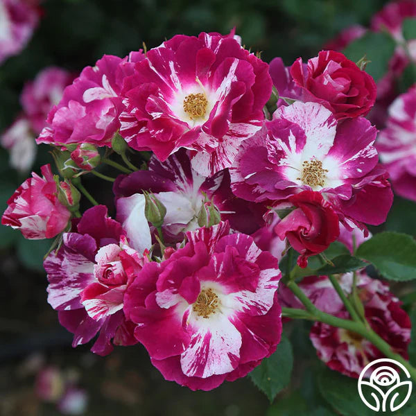 Climbing Rose Flower Plants(Purple And White) - Naturemart.in