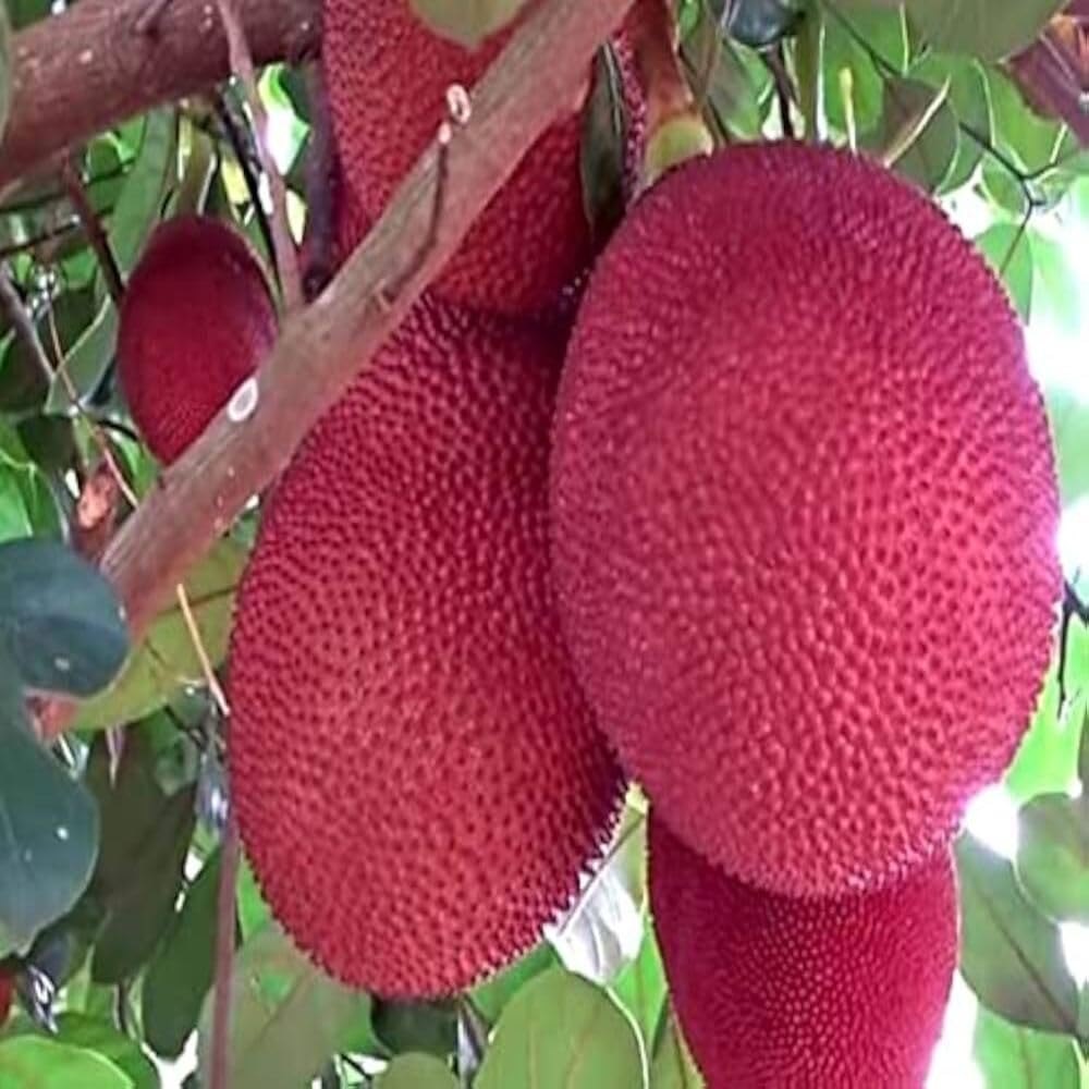 All Time Red Jack-Fruit Grafting Plants - Naturemart.in