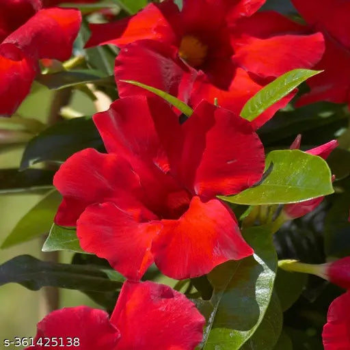 Mandevillea Flowers Plant Red Colour - Naturemart.in