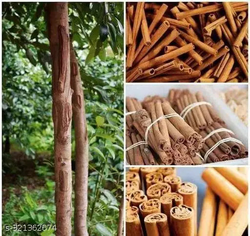 Cinnamon Live plant For Gardening(Dalchini) - Naturemart.in
