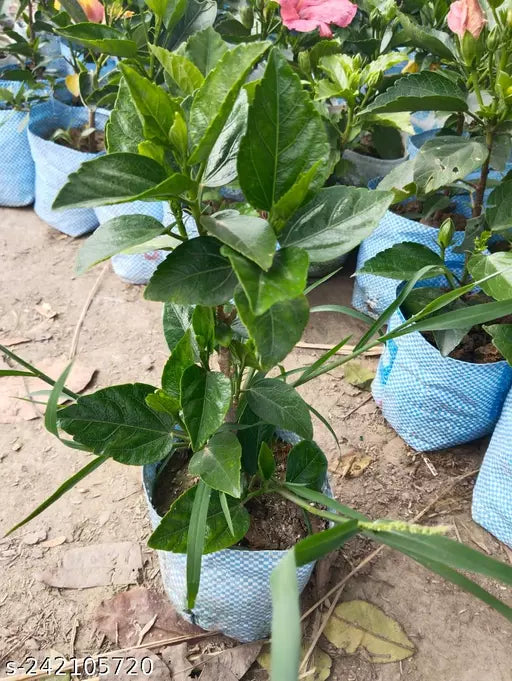 Austrelian Hibiscus Plant For Home Gardening - Naturemart.in