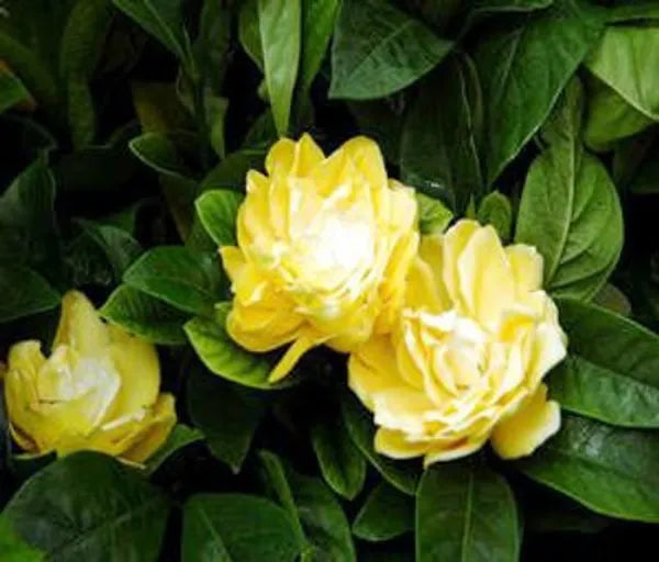 Yellow Jasmine Rose Flower -Fragrant Plants - Naturemart.in