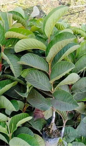 Red Dimond Guava Fruit Plant - Naturemart.in