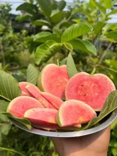 Red Dimond Guava Fruit Plant - Naturemart.in