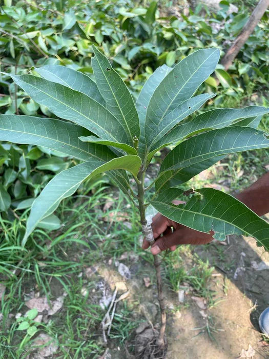 Ivory Red Grafted Mango Plant - Naturemart.in