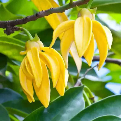 Hari Champa Flowers plants - Naturemart.in