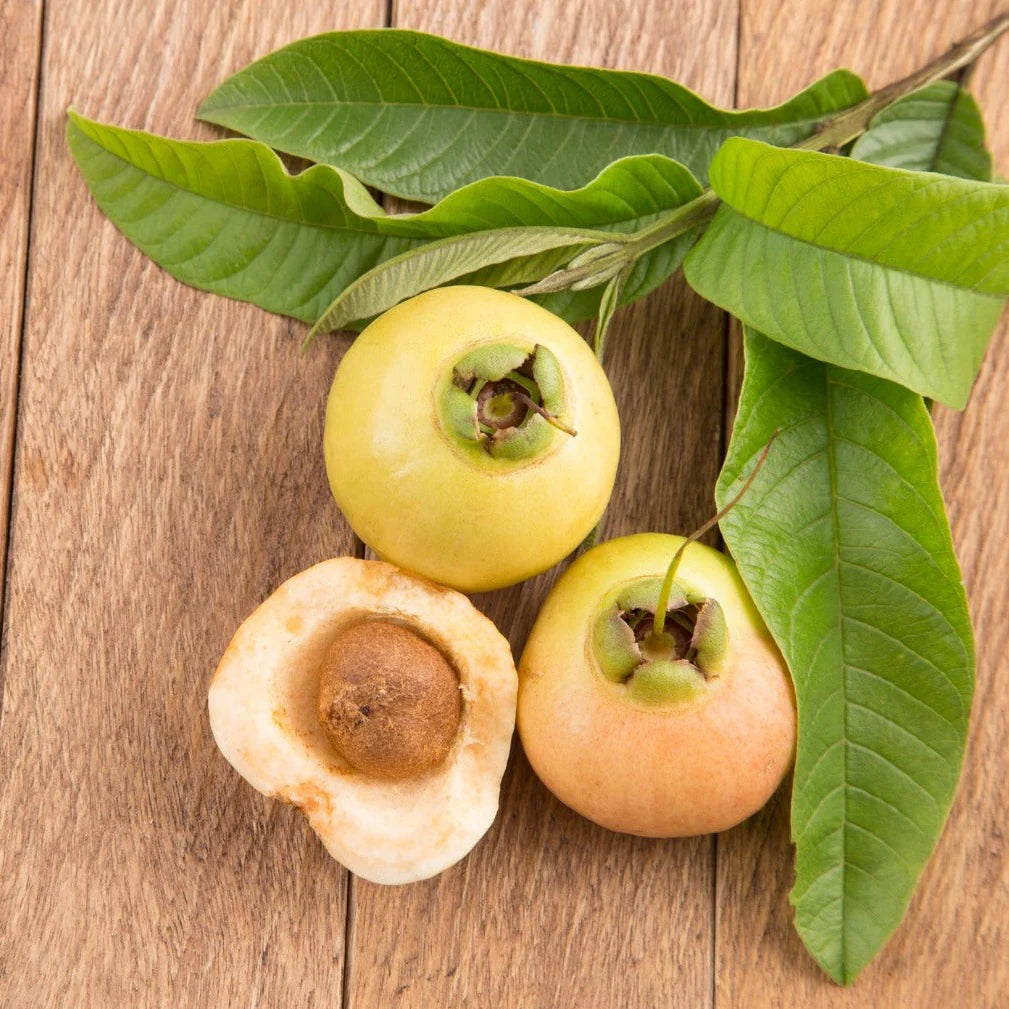 Hybrid Rose Apple PLant For Gardening