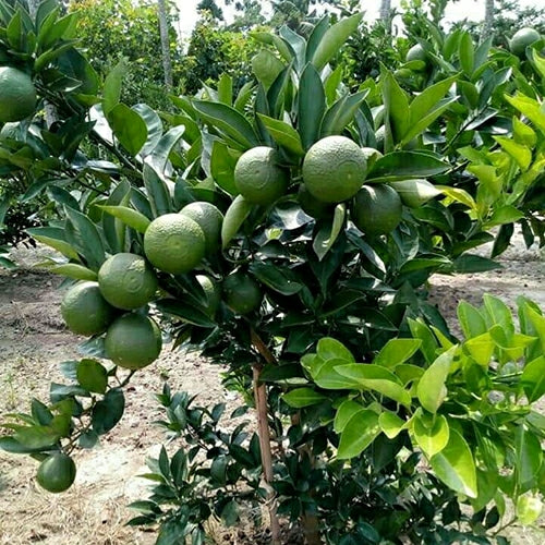 Yellow Malta Orange Plant-Grafted - Naturemart.in