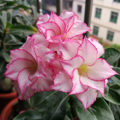 Rose Variety Adenum Flower Plant For Home Garden - Naturemart.in