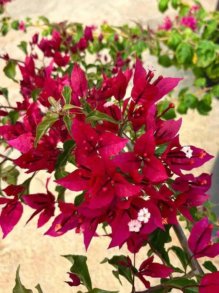 Ruby Red Bougainvillea flower plant