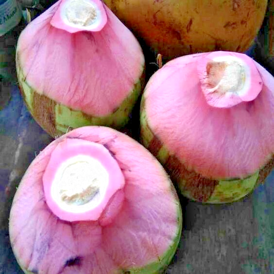 Thai Pink Coconut Fruit Plant - Naturemart.in
