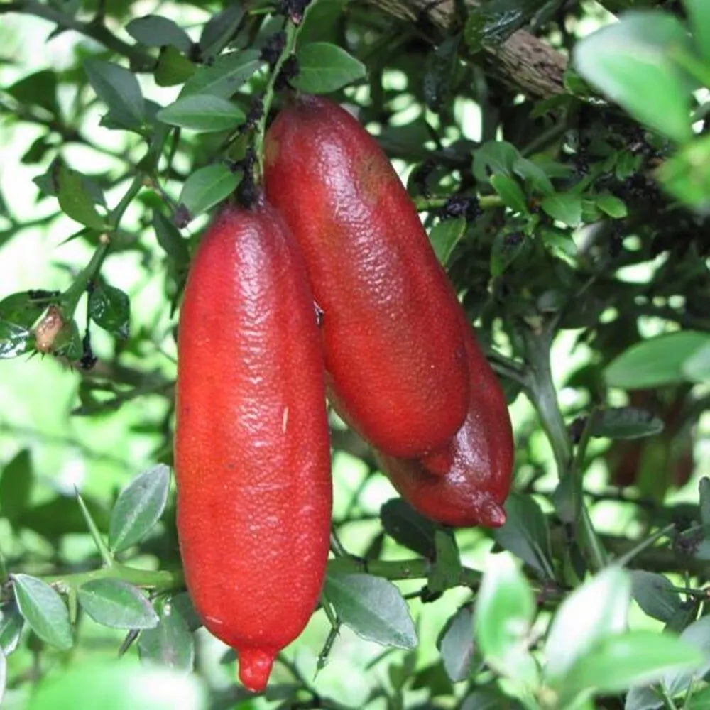 Finger Lemon Red fruit Plant Grafted - Naturemart.in