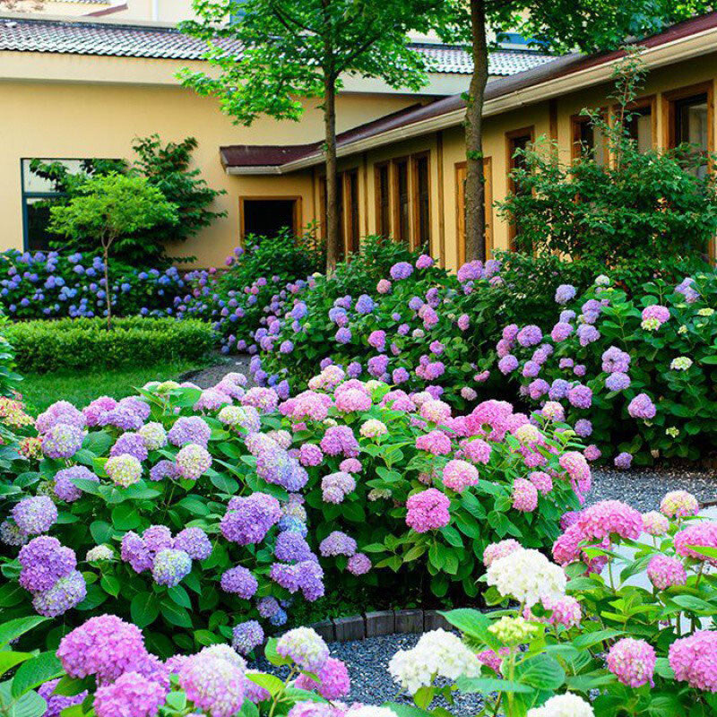 Hydrengea Flowers Plant-For Office/Home Garden - Naturemart.in