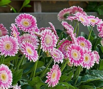 Gerbera Perennial Flower Plant (Purple Shed) - Naturemart.in
