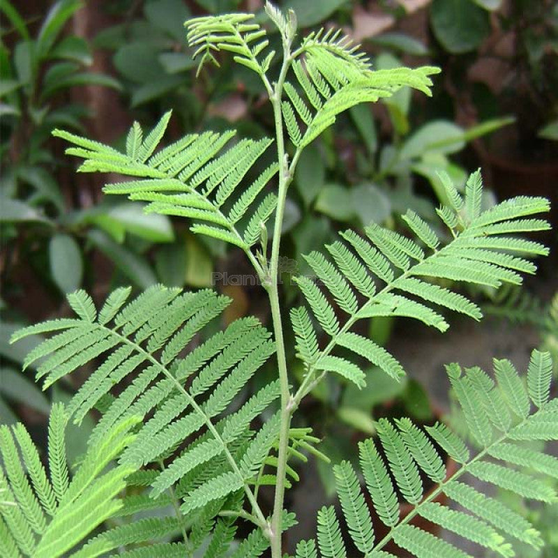 Shami Plant - Naturemart.in