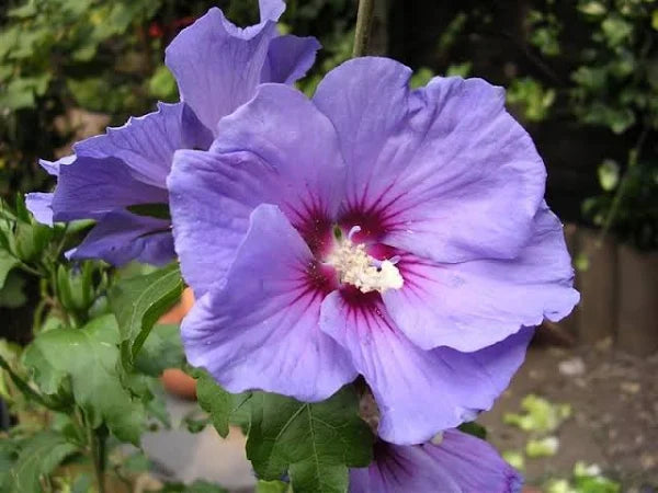 Hybrid Blue Hibiscus Flower Plant - Naturemart.in