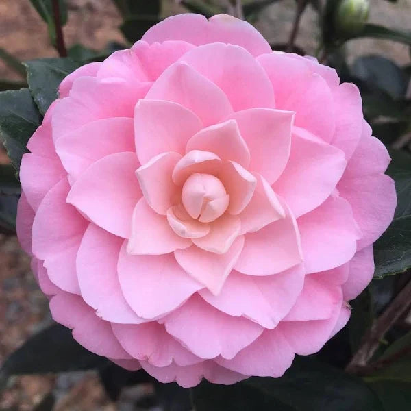 CAMELLIA FLOWERS PLANTS - Naturemart.in