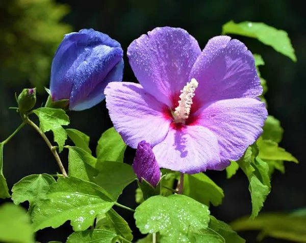 Hybrid Blue Hibiscus Flower Plant - Naturemart.in