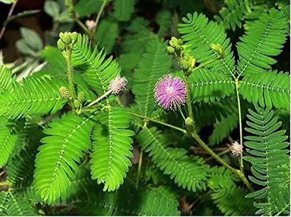 Shami Plant - Naturemart.in