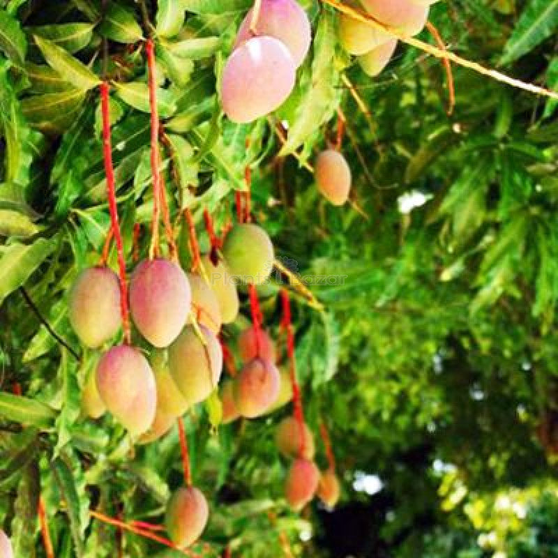 Gobindabhog Mango Fruit Plant (Grafted) - Naturemart.in