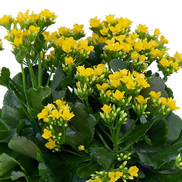Florist Kalanchoe Flowers Plants (Yellow) - Naturemart.in