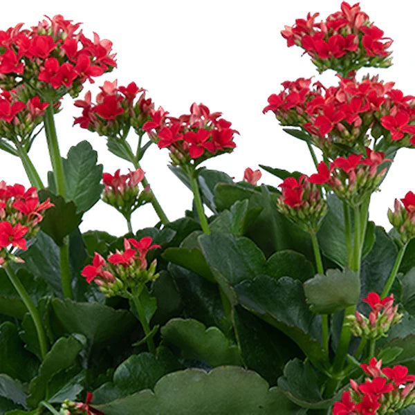 Florist Kalanchoe Flowers Plants (Red) - Naturemart.in