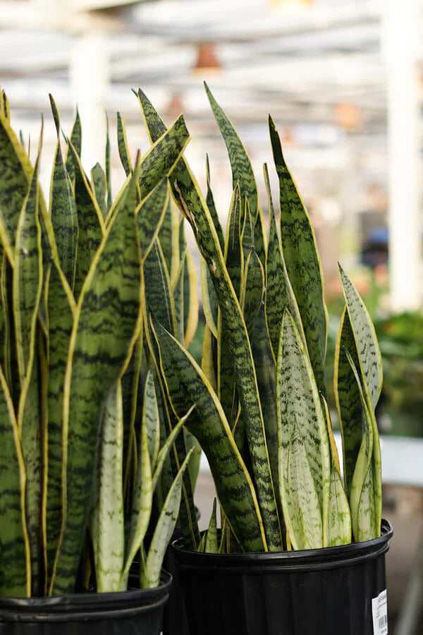 Snake Plant (Botanical Name - Sansevieria Trifasciata) - Naturemart.in