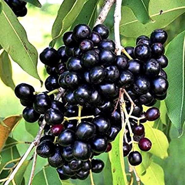 Seddless Jamun Fruit Plant - Naturemart.in