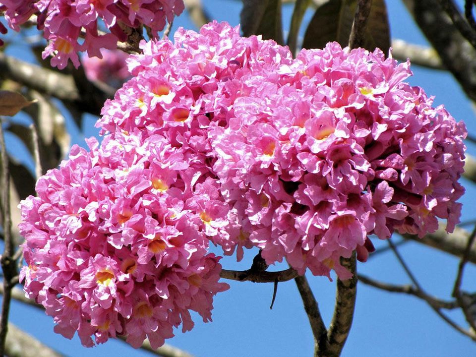 Jacaranda ( pink) Flowers Plants For Home Garden - Naturemart.in